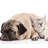 About Highlands Veterinary Hospital in Theodore, AL