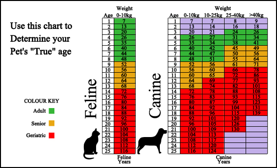 Highlands Veterinary Hospital - Surveillance Screening