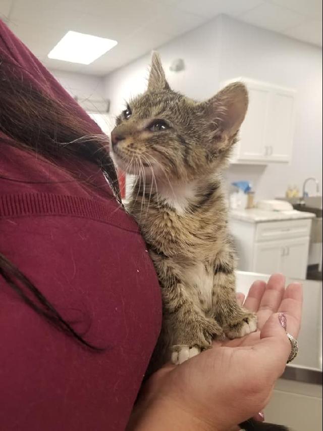 Janet, the Polydactyl cat