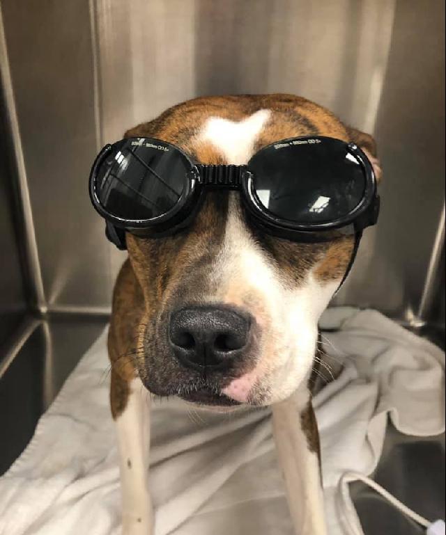 Not goggles, doggles
